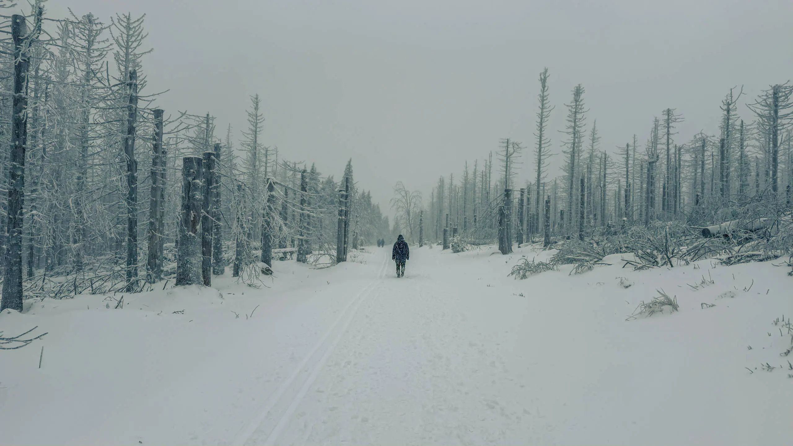 20260103.Harz.Von.Oderbrück.auf.den.Brocken.Bild.46
