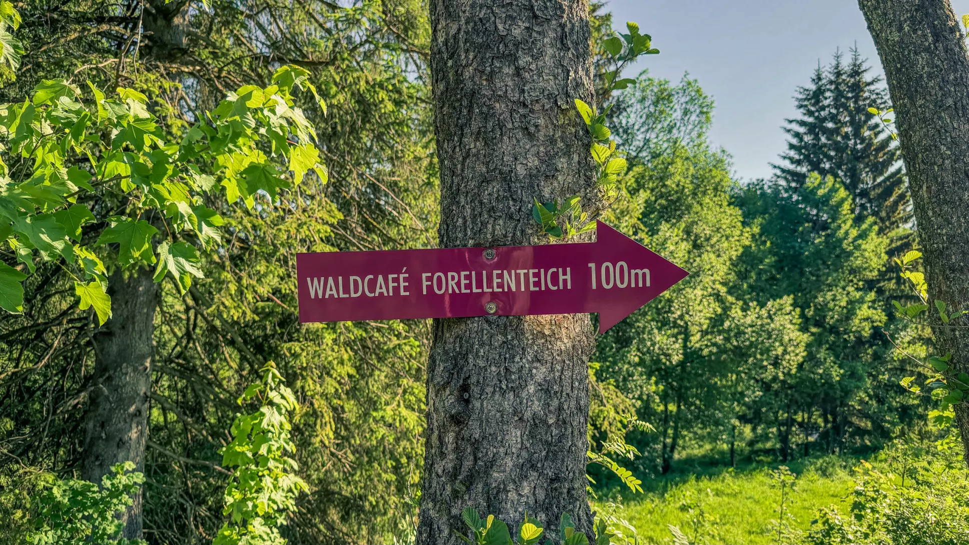 20260530.Harz.Braunlage.und.Umgebung.Bild.03
