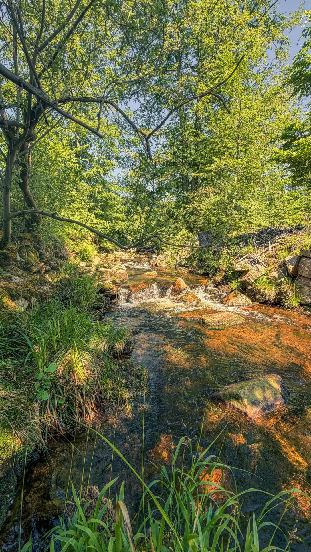 20260530.Harz.Braunlage.und.Umgebung.Bild.12
