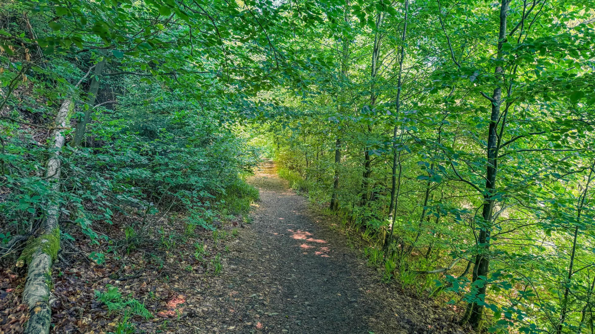 20260530.Harz.Braunlage.und.Umgebung.Bild.19