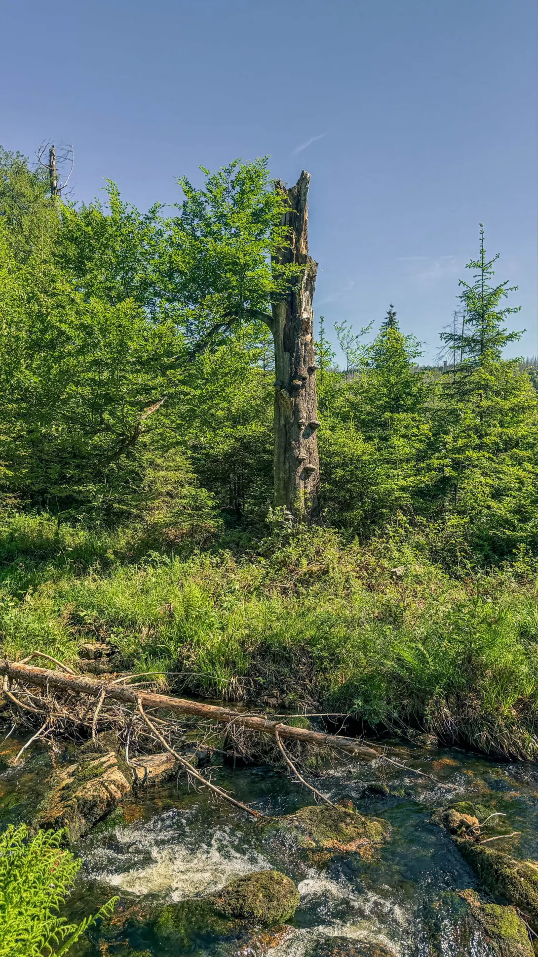 20260530.Harz.Braunlage.und.Umgebung.Bild.20