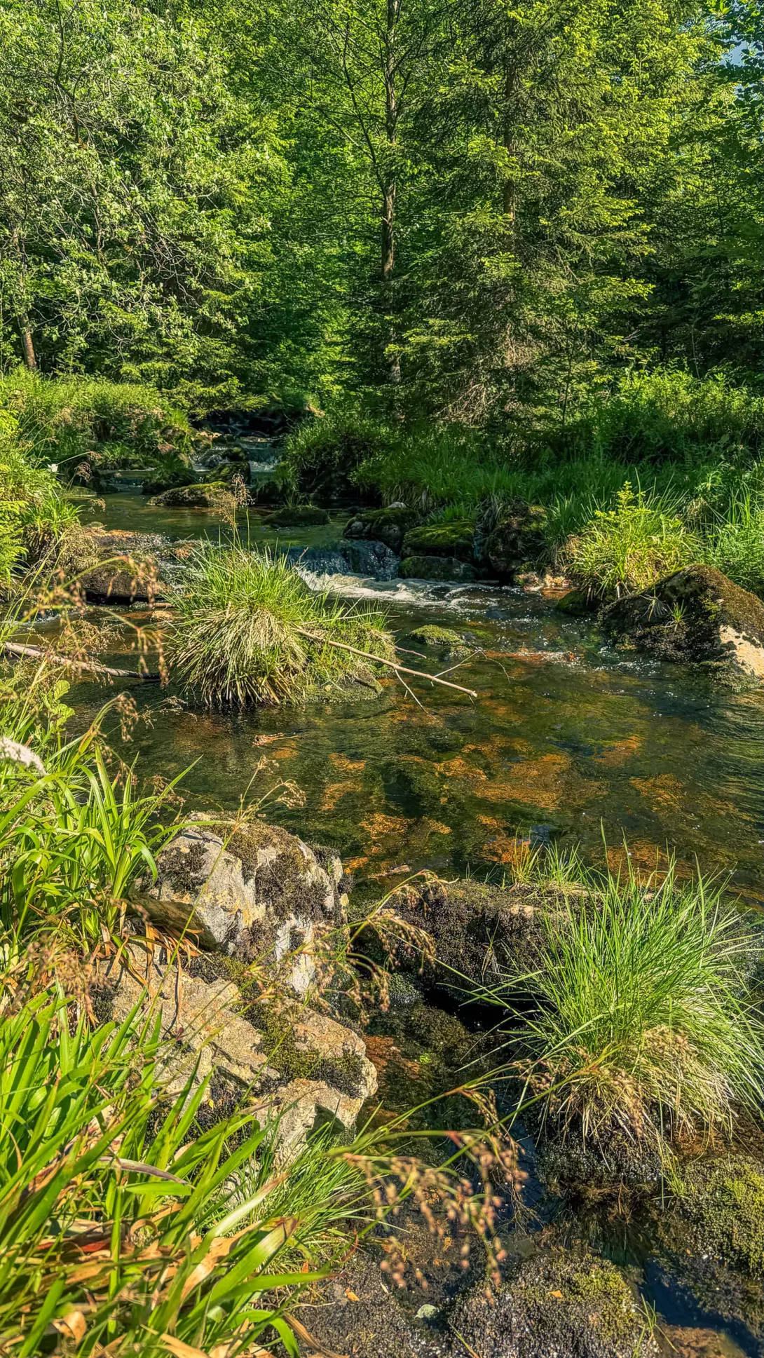 20260530.Harz.Braunlage.und.Umgebung.Bild.21
