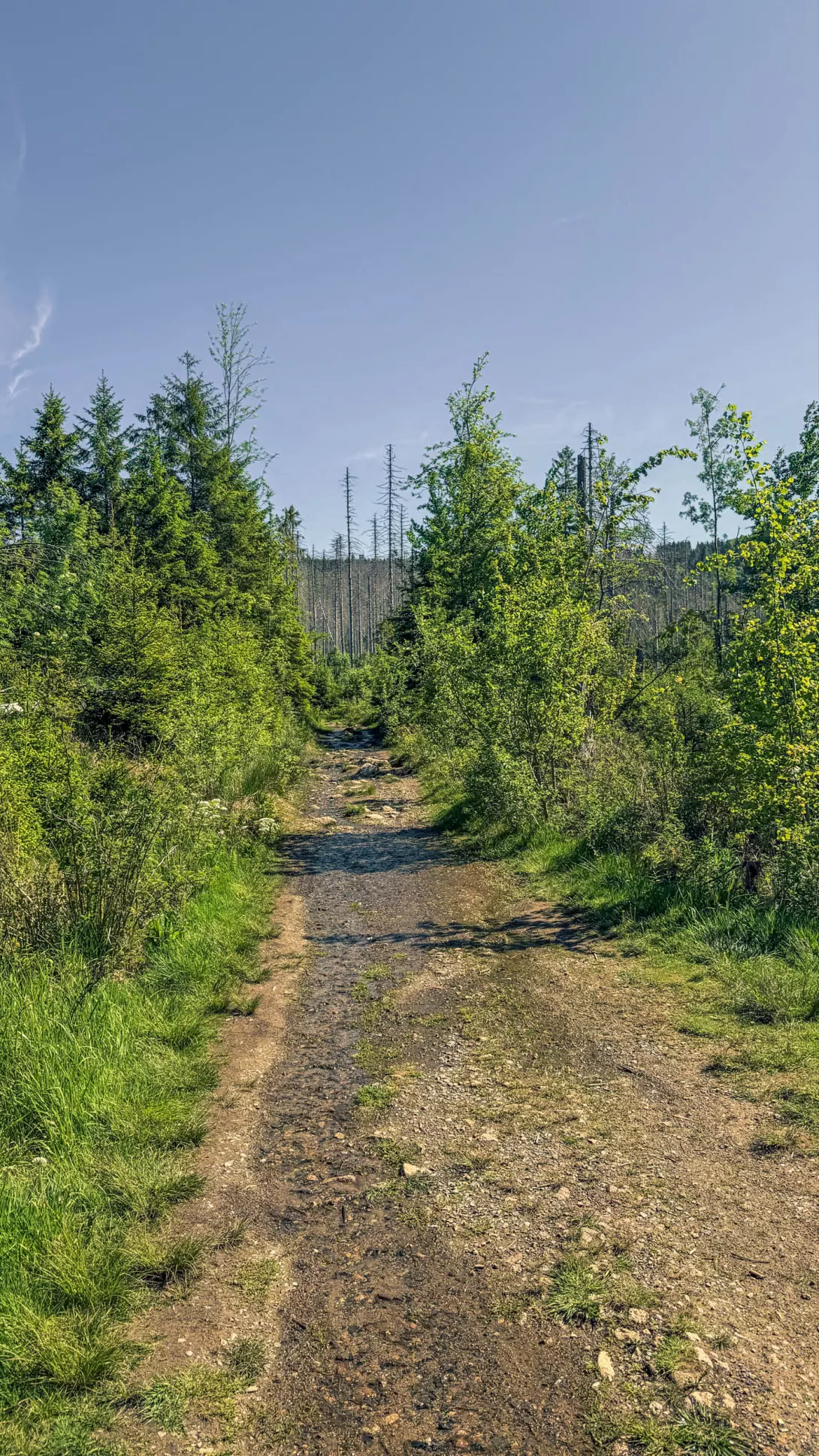 20260530.Harz.Braunlage.und.Umgebung.Bild.24