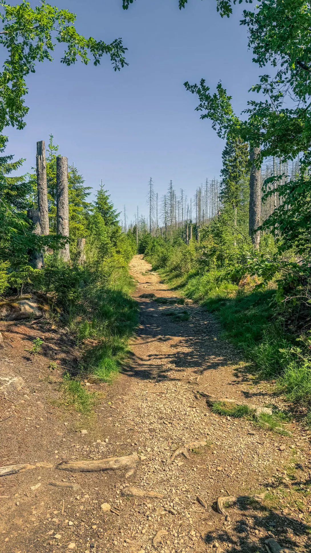 20260530.Harz.Braunlage.und.Umgebung.Bild.25