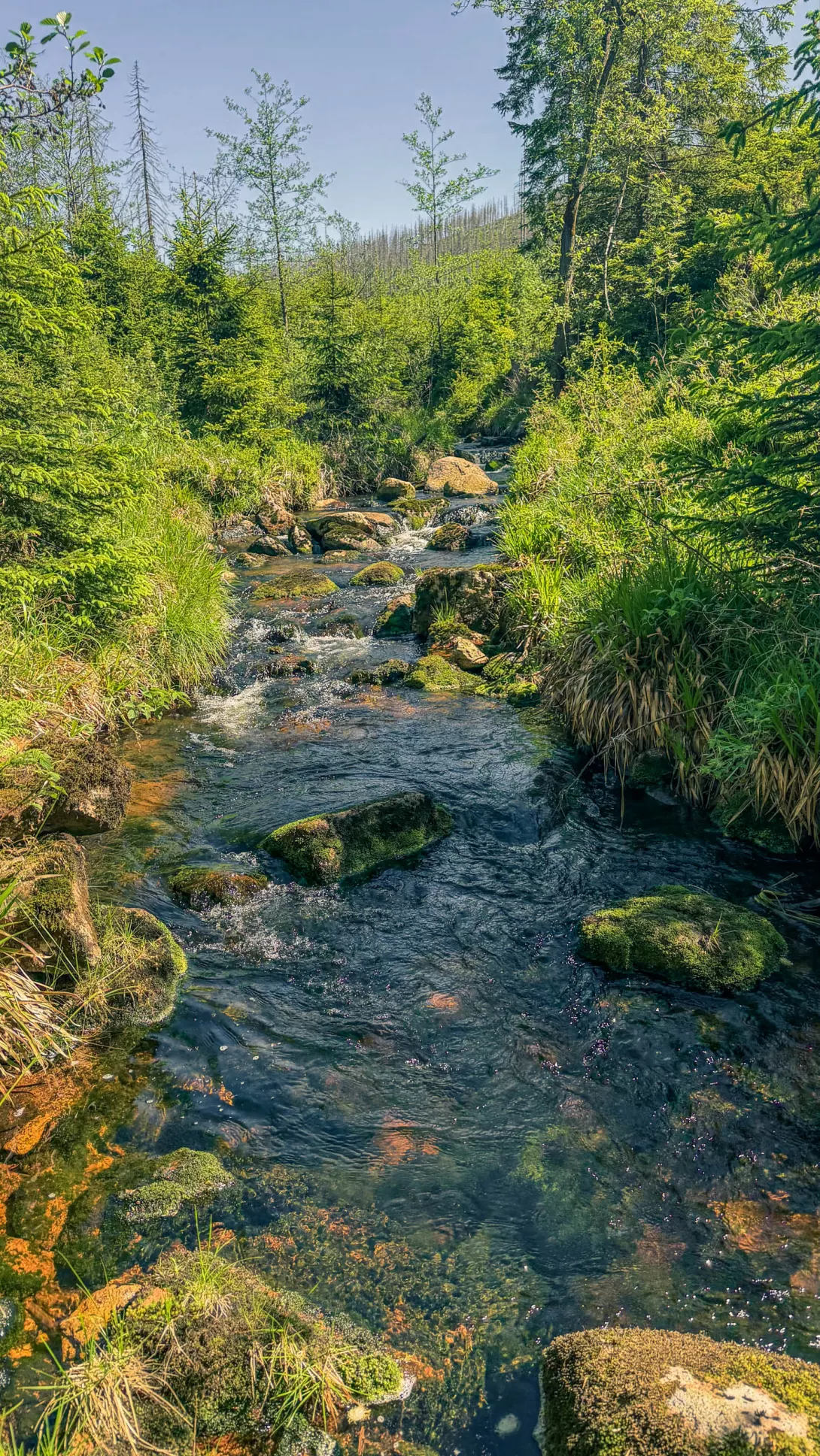20260530.Harz.Braunlage.und.Umgebung.Bild.26