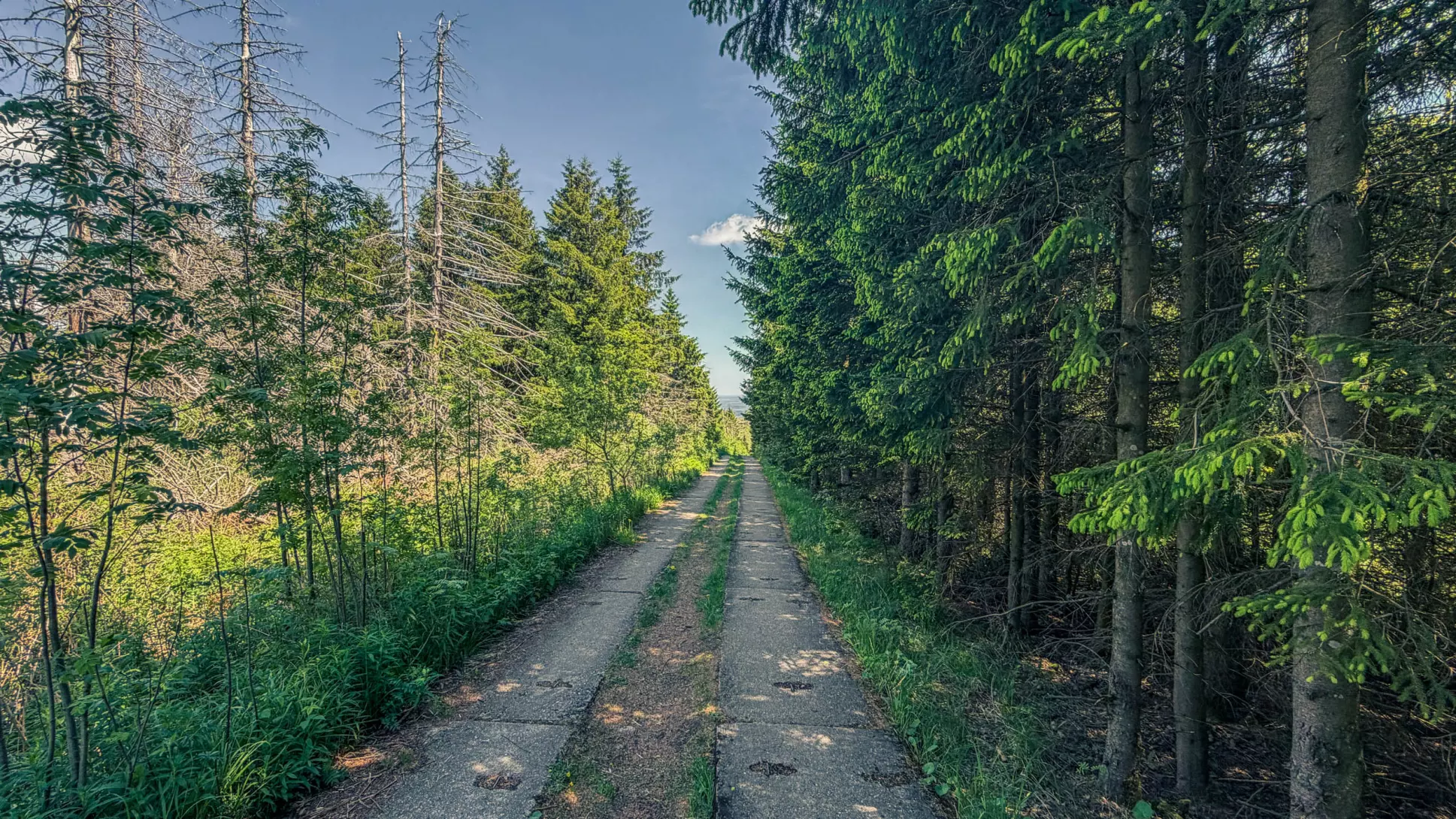 20260530.Harz.Braunlage.und.Umgebung.Bild.52