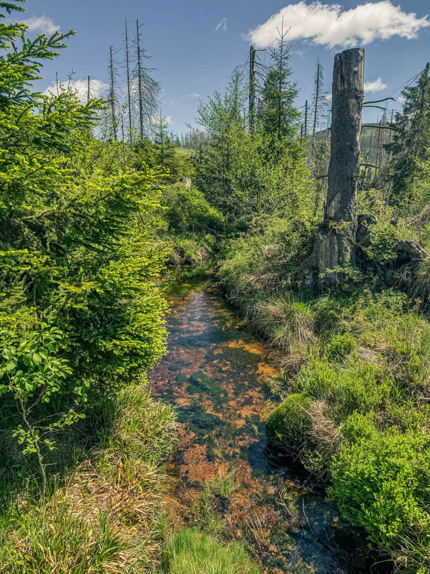 20260530.Harz.Braunlage.und.Umgebung.Bild.61
