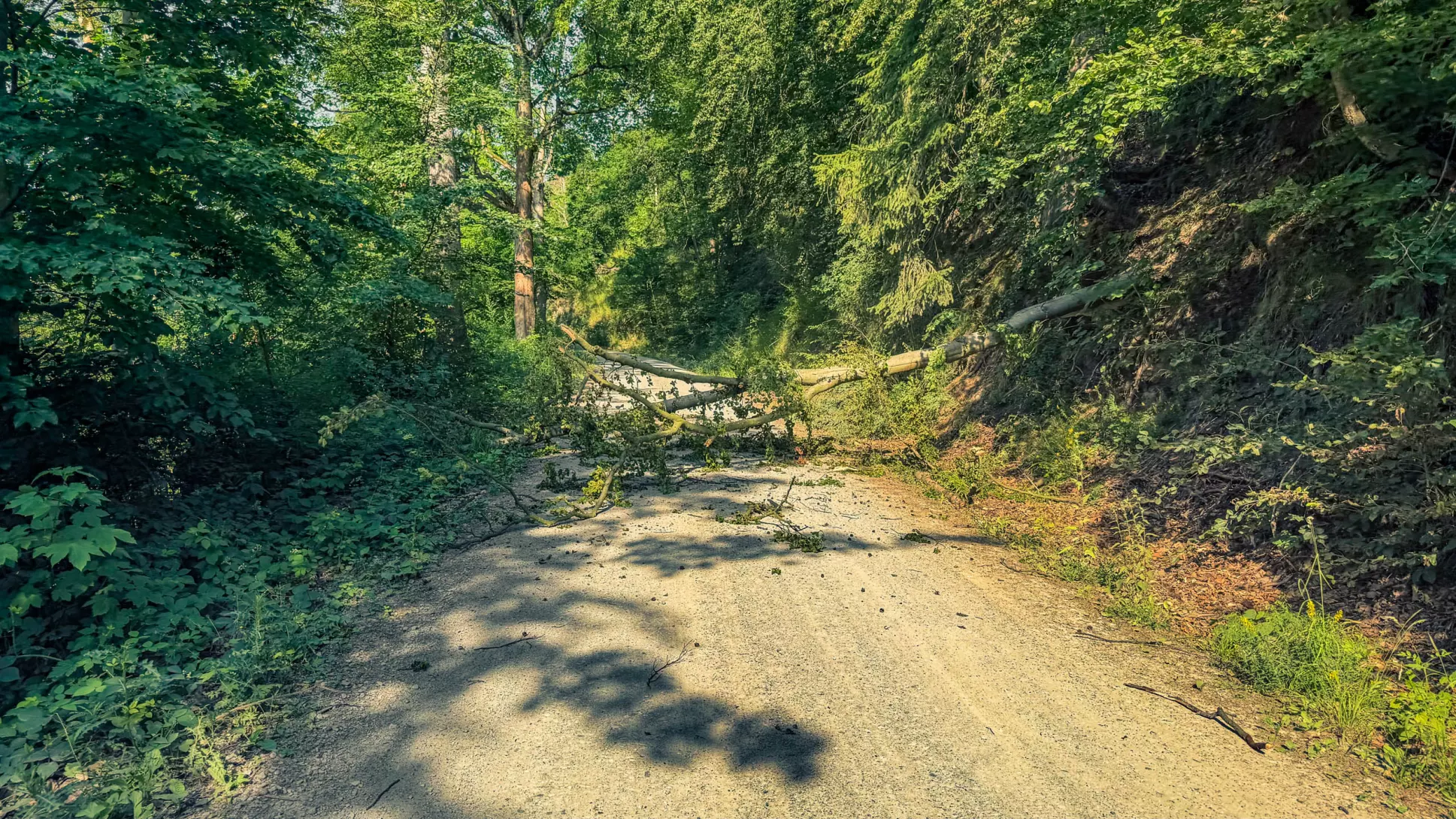 20260627.Harz.Wernigerode.und.Umgebung.Bild.17
