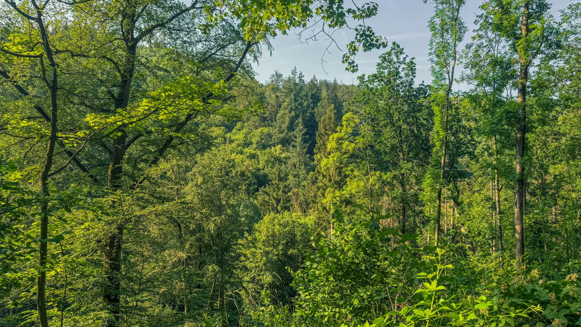 20260627.Harz.Wernigerode.und.Umgebung.Bild.18