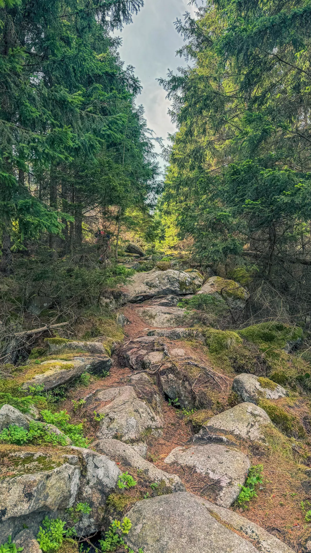 20260627.Harz.Wernigerode.und.Umgebung.Bild.37