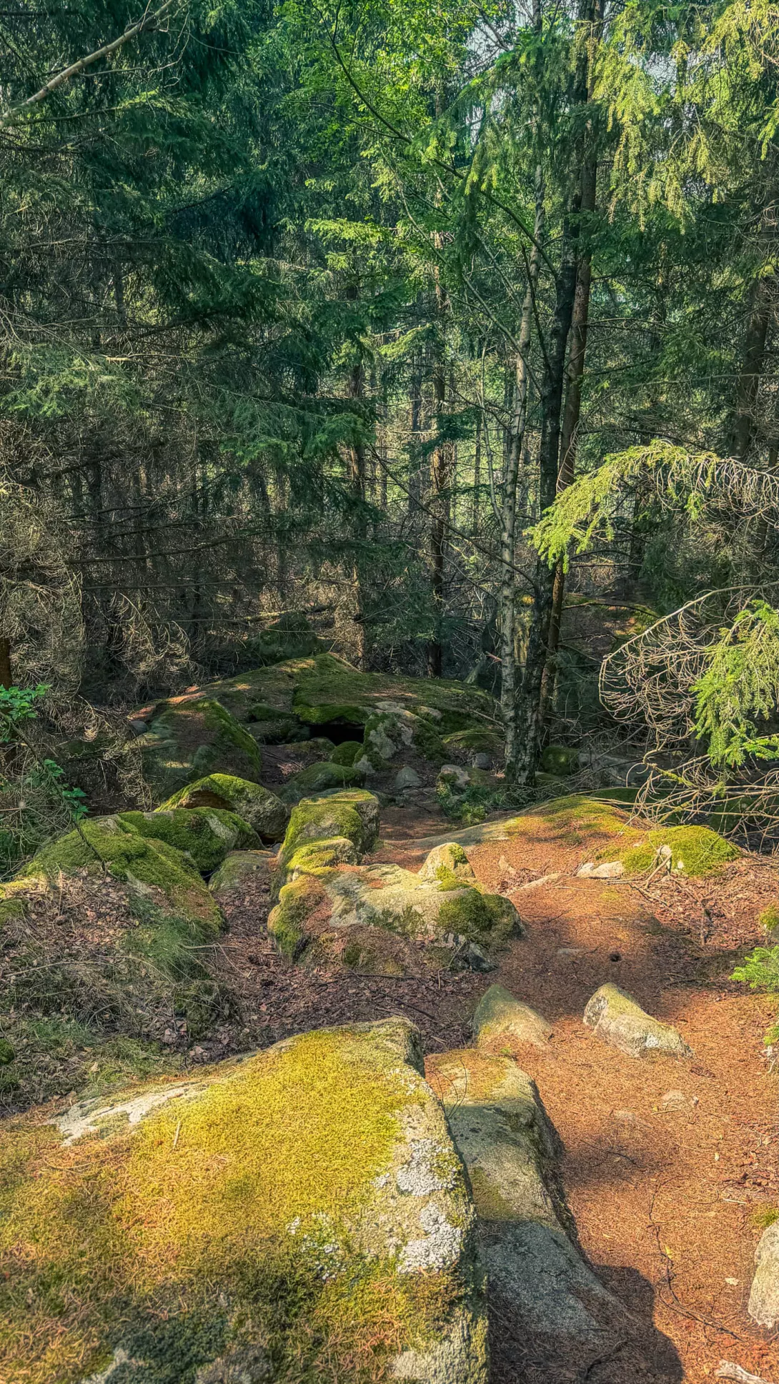 20260627.Harz.Wernigerode.und.Umgebung.Bild.43