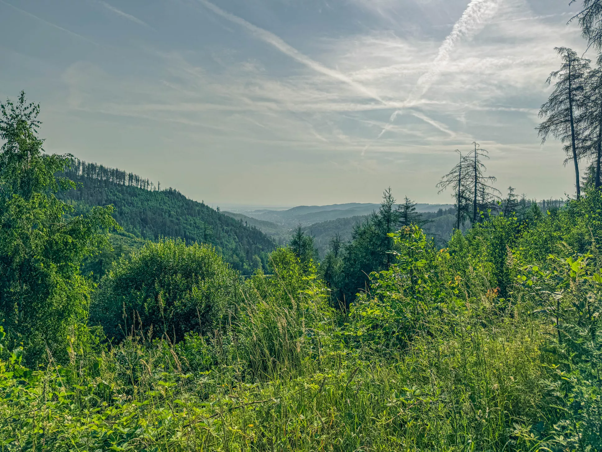 20260627.Harz.Wernigerode.und.Umgebung.Bild.59