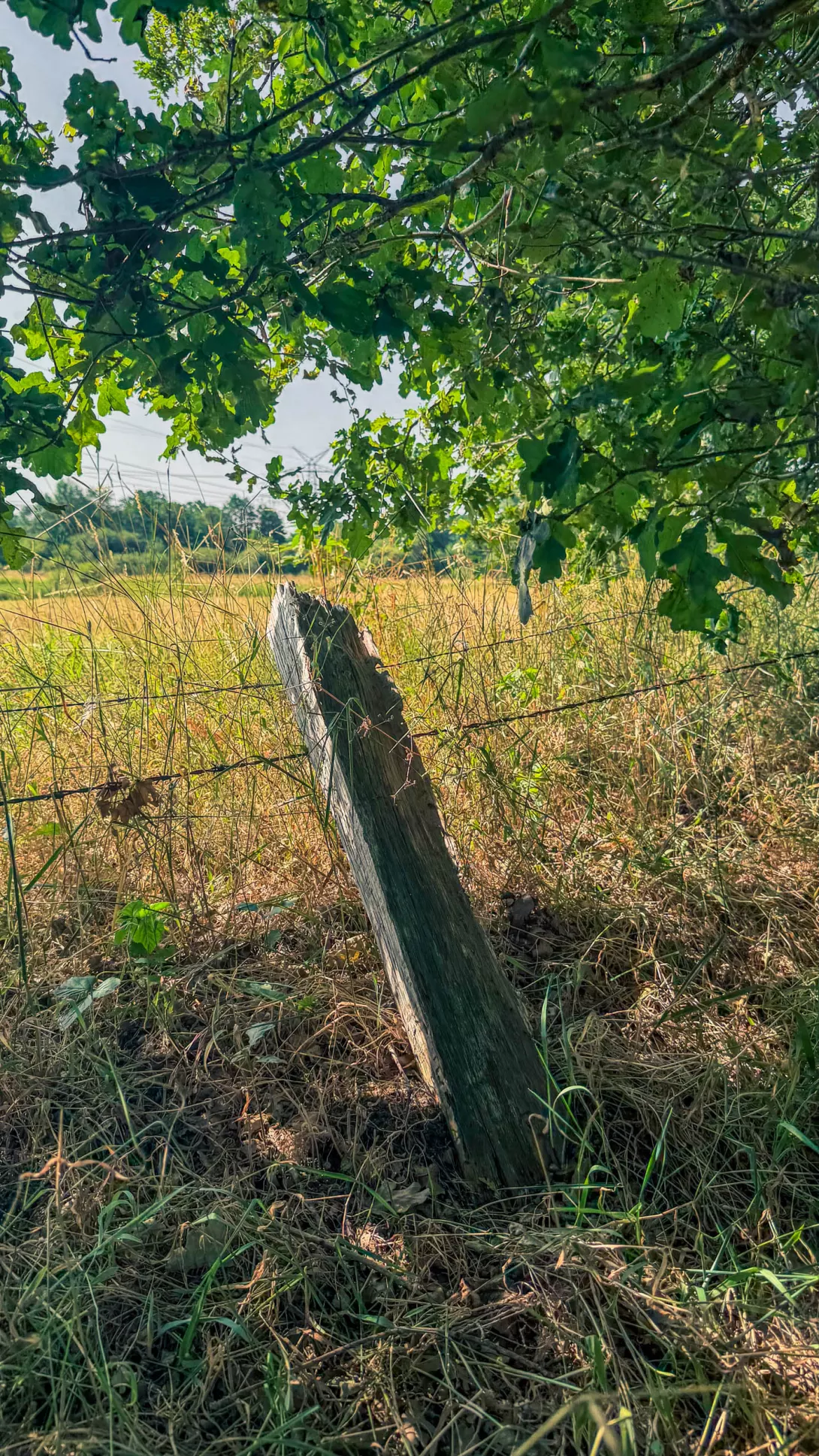 20260725.Zwischen.Marsch.und.Geest.Bild.14
