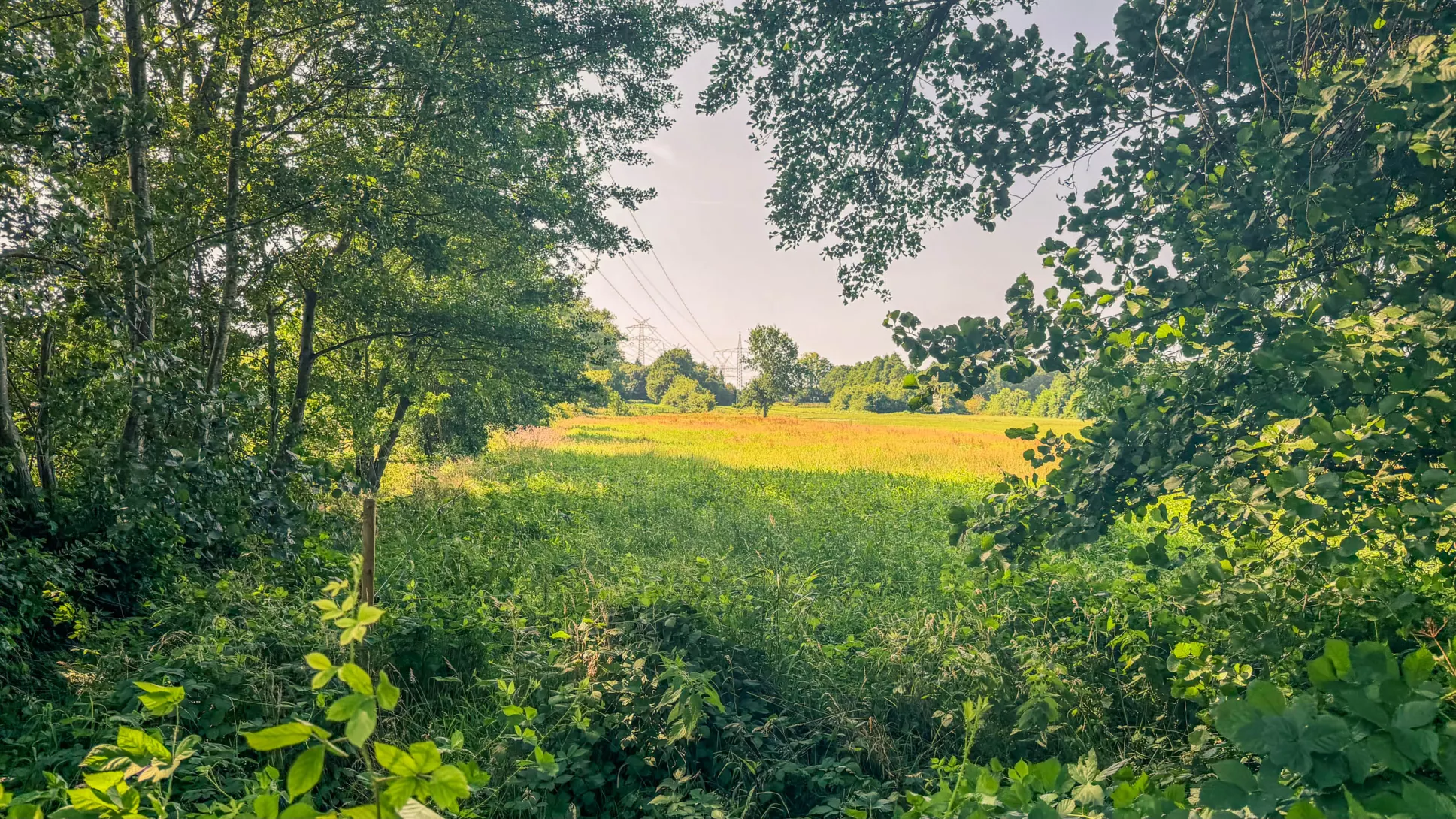 20260725.Zwischen.Marsch.und.Geest.Bild.15