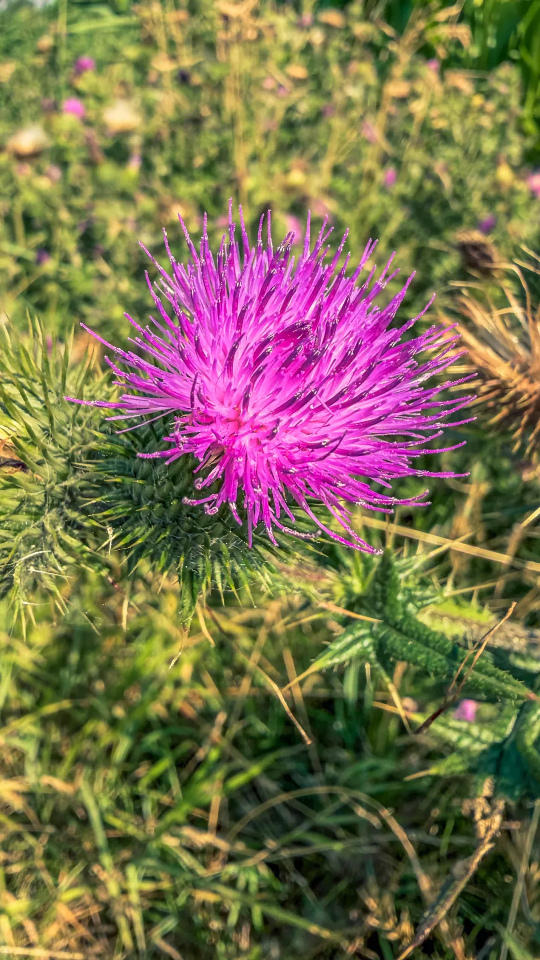 20260725.Zwischen.Marsch.und.Geest.Bild.24