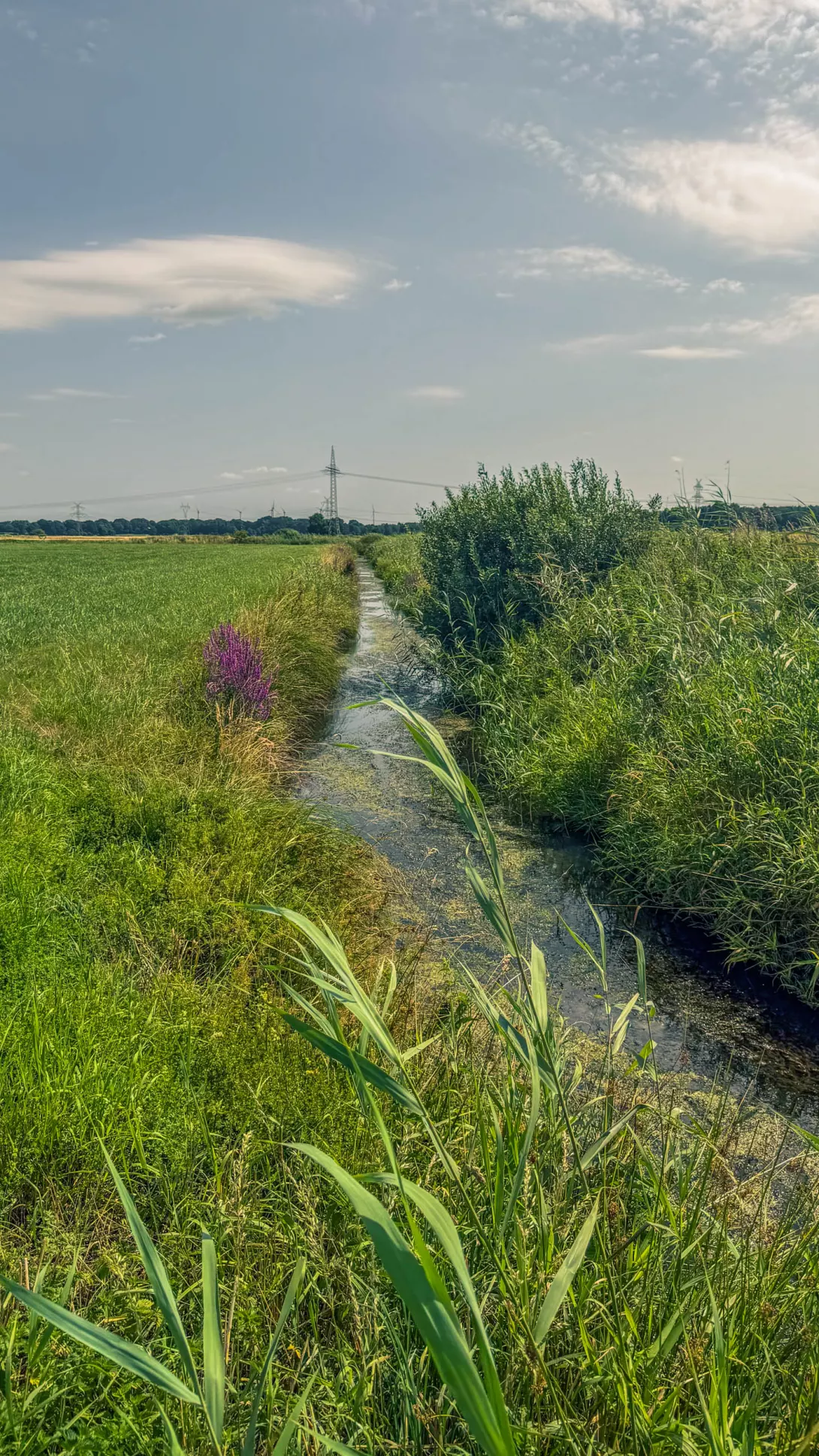 20260725.Zwischen.Marsch.und.Geest.Bild.26