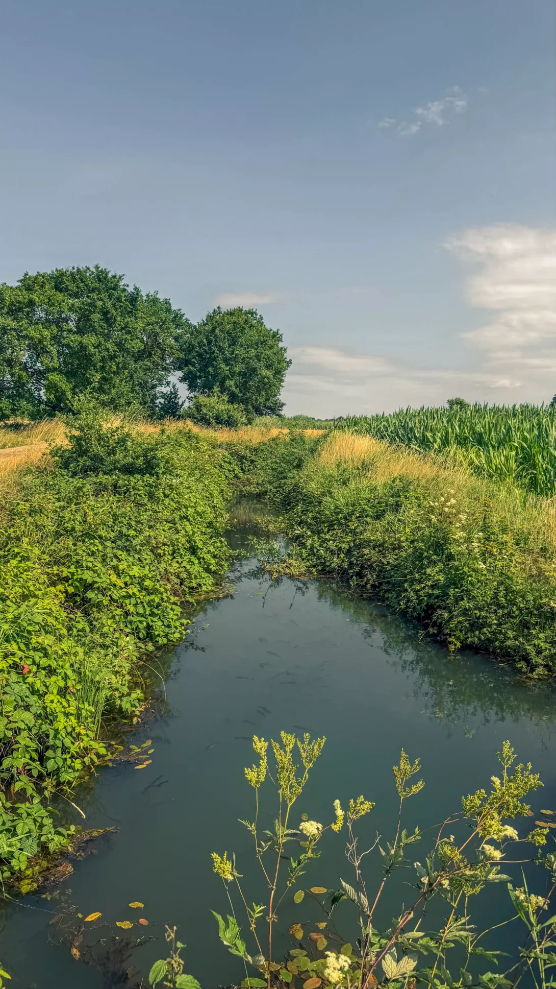 20260725.Zwischen.Marsch.und.Geest.Bild.30
