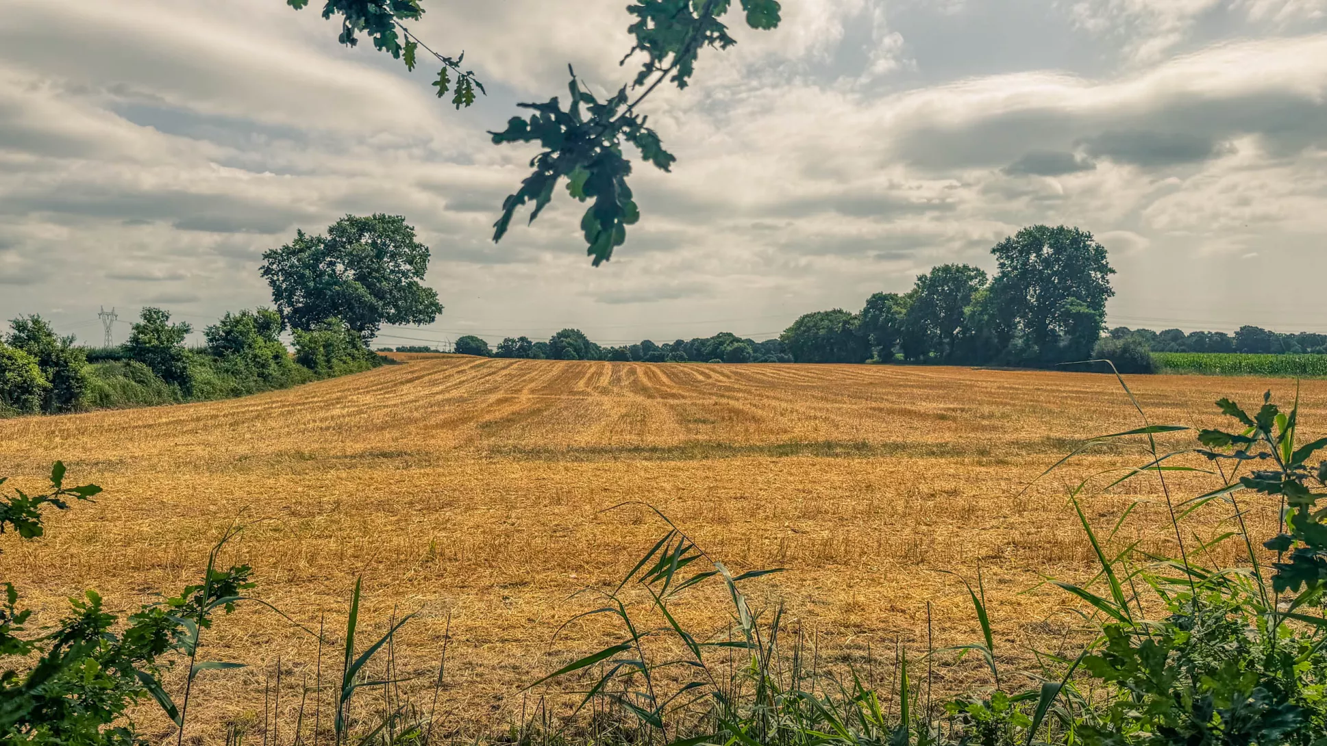 20260725.Zwischen.Marsch.und.Geest.Bild.31
