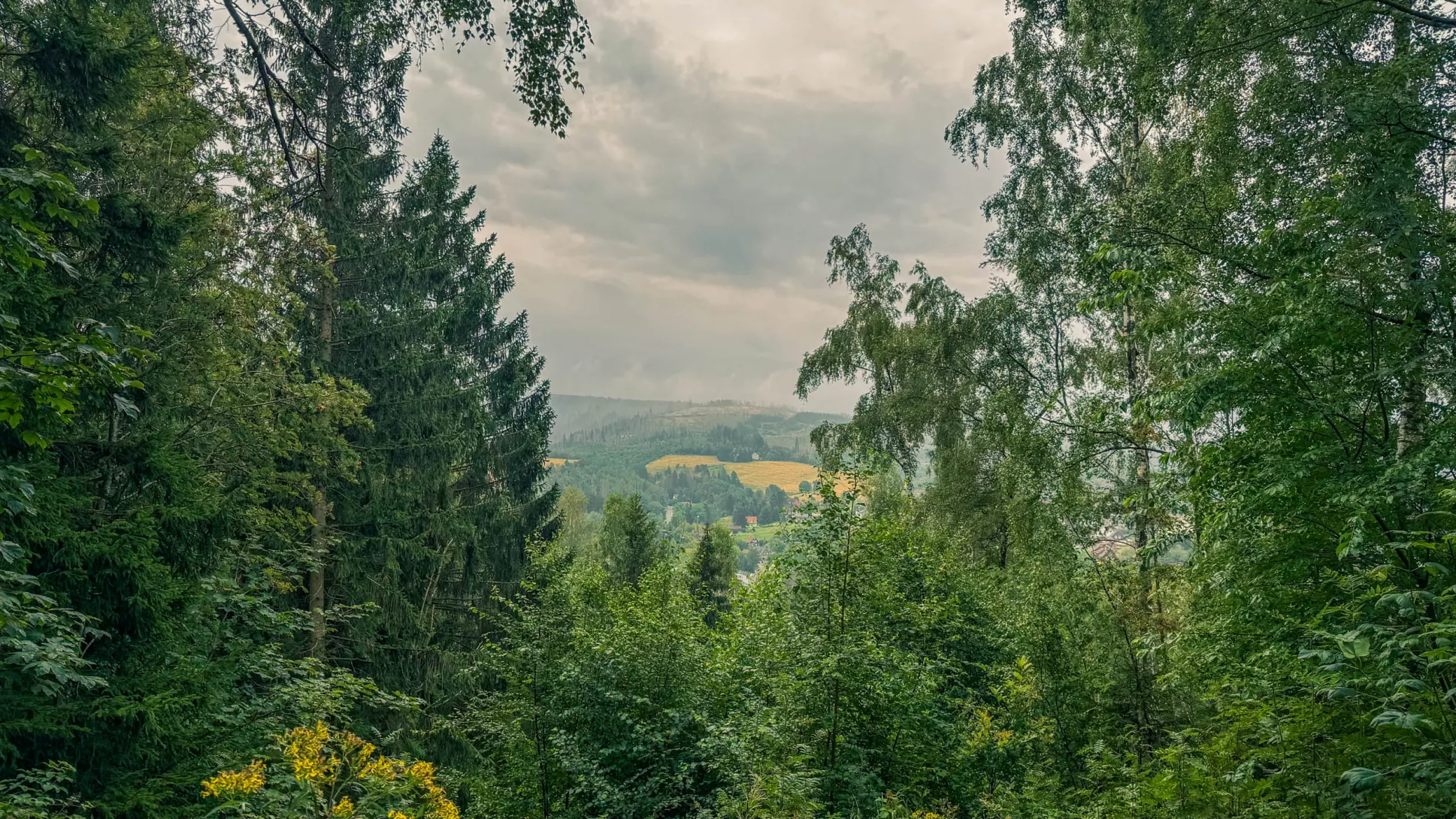 20260801.Harz.Oderbrück.und.Umgebung.Bild.05