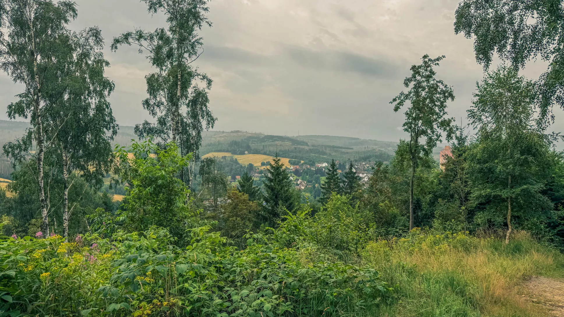 20260801.Harz.Oderbrück.und.Umgebung.Bild.06