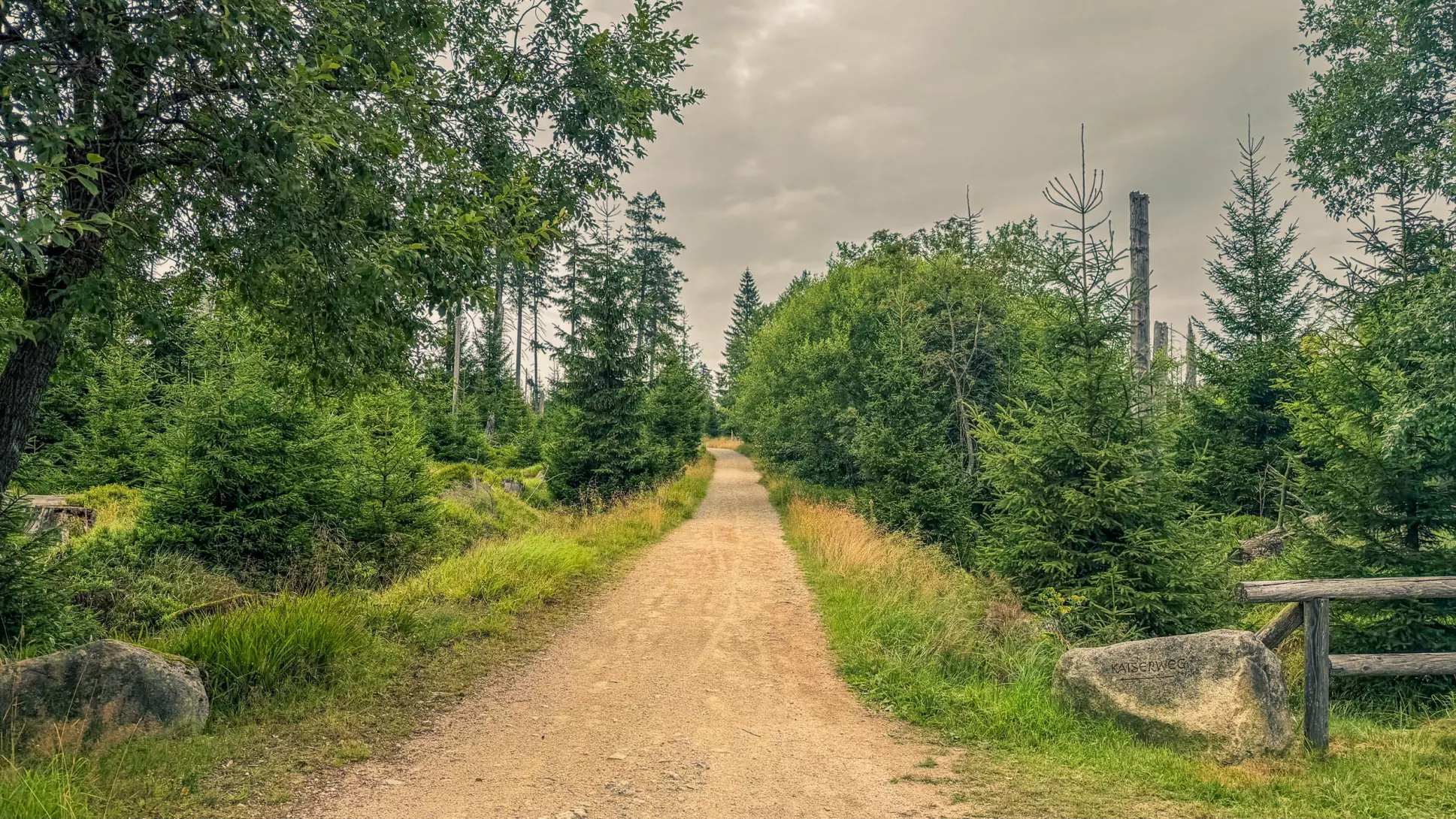 20260801.Harz.Oderbrück.und.Umgebung.Bild.16