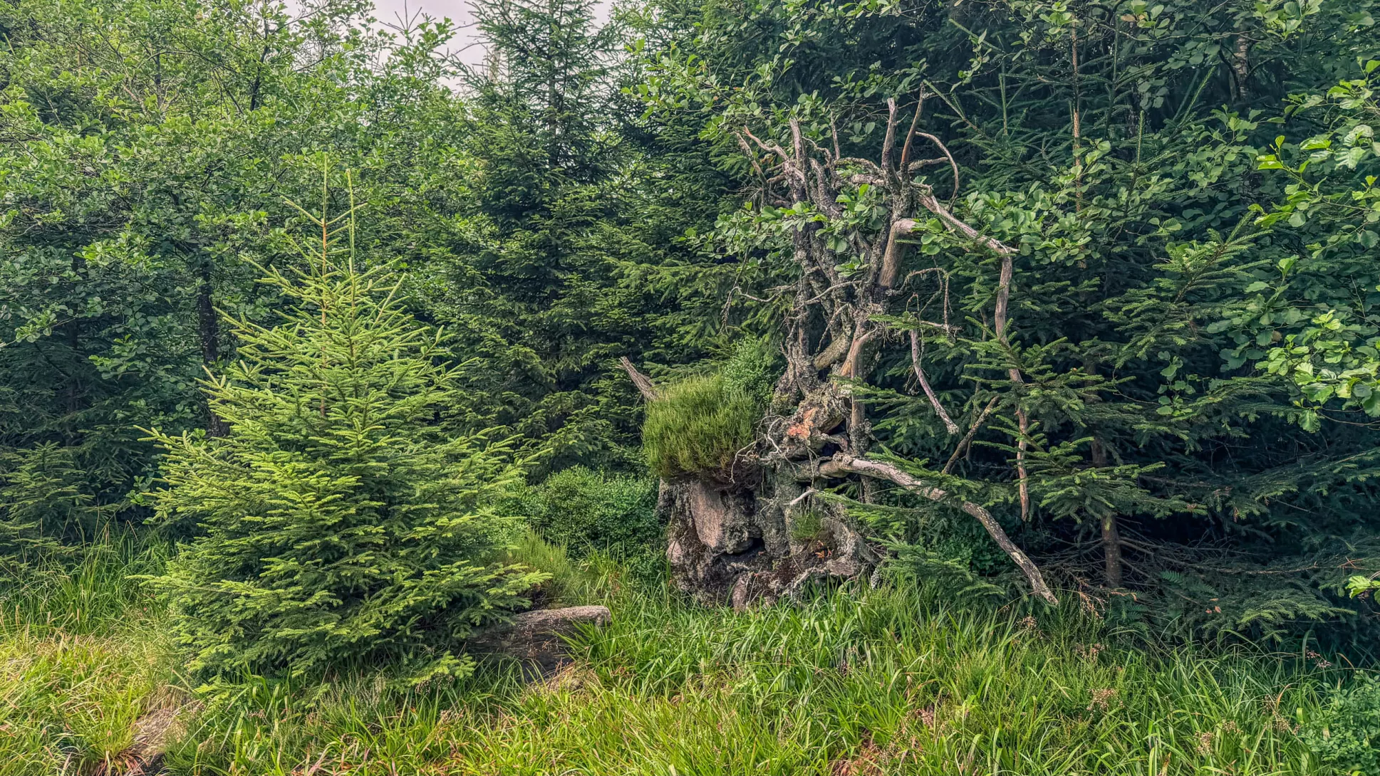 20260801.Harz.Oderbrück.und.Umgebung.Bild.18