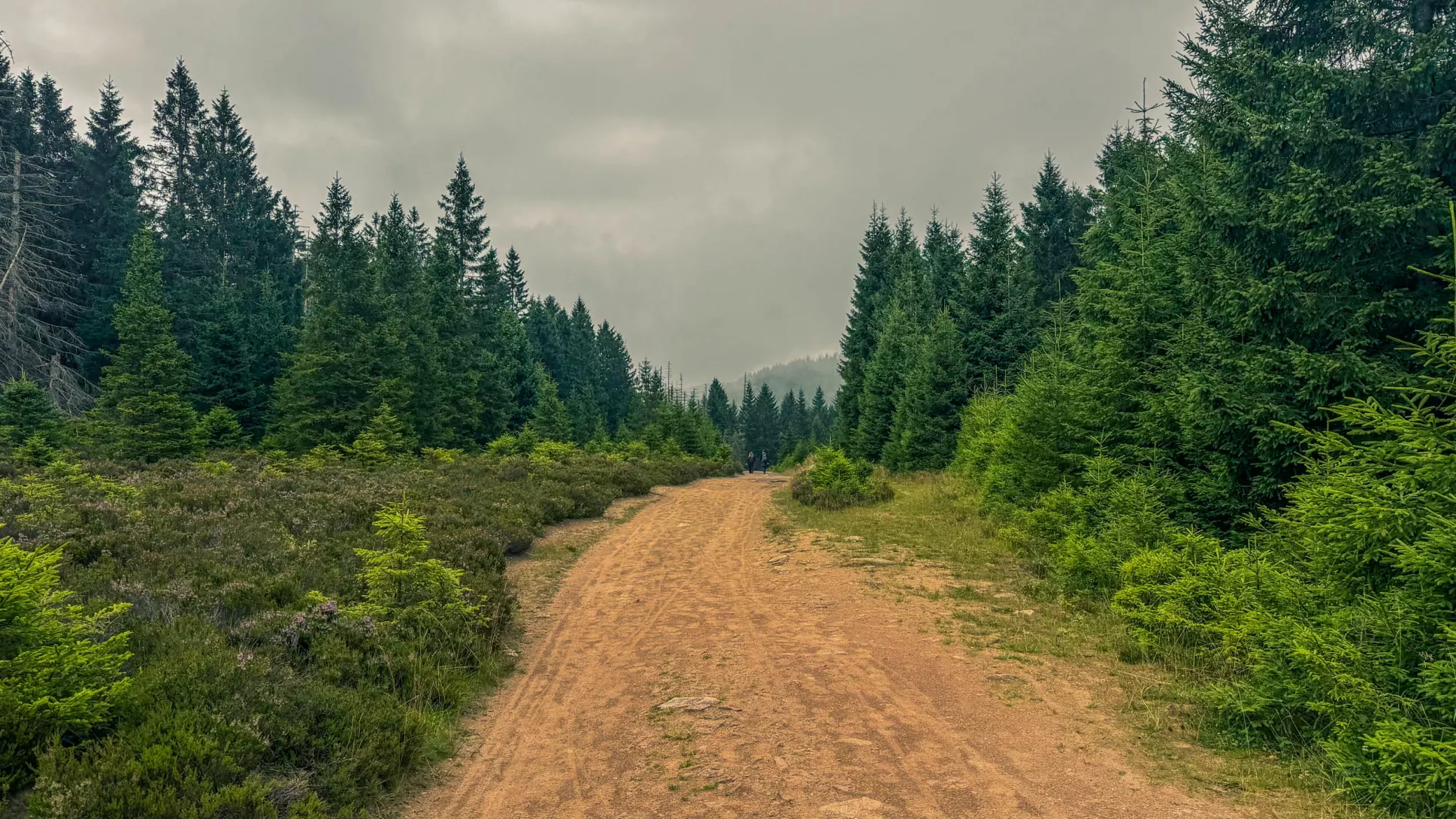 20260801.Harz.Oderbrück.und.Umgebung.Bild.26