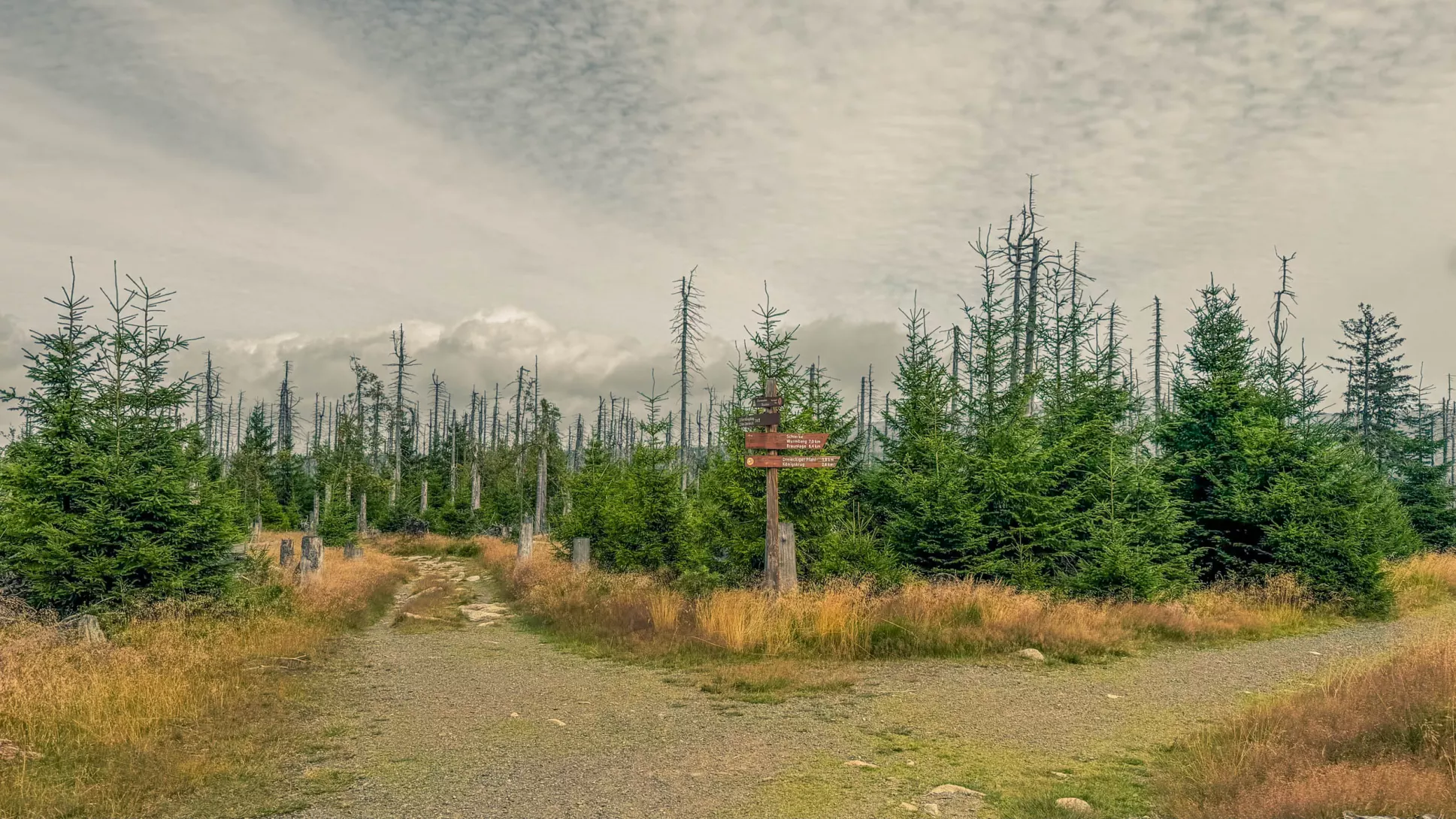 20260801.Harz.Oderbrück.und.Umgebung.Bild.42