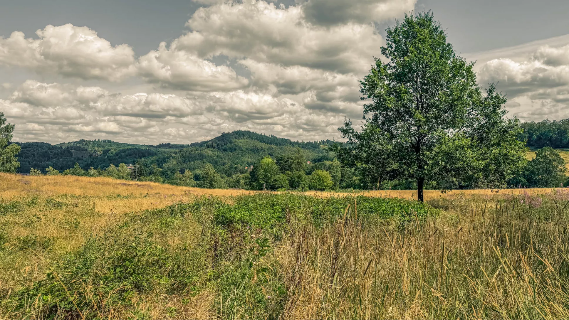 20260801.Harz.Oderbrück.und.Umgebung.Bild.44