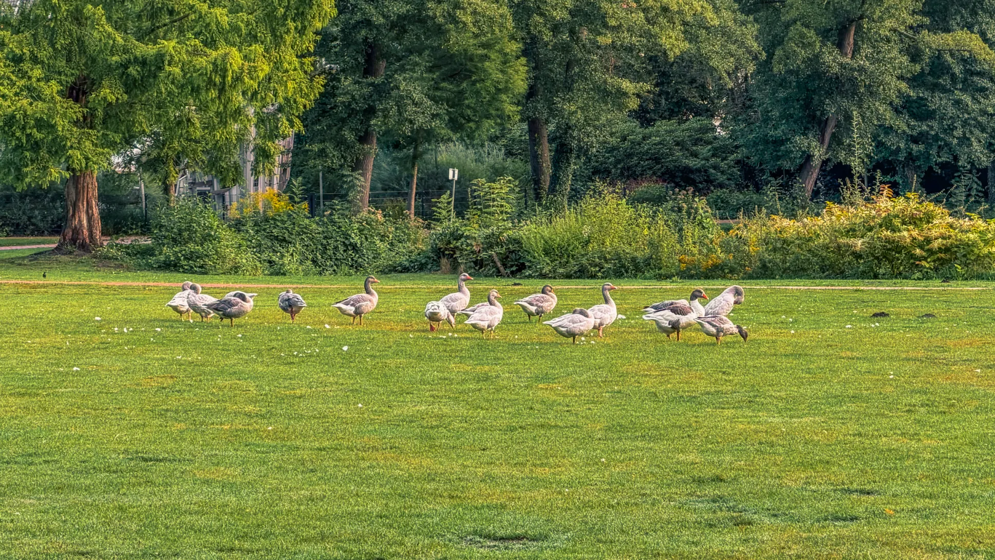 20260829.Heide.Hunte.Walk.2026.Bild.07