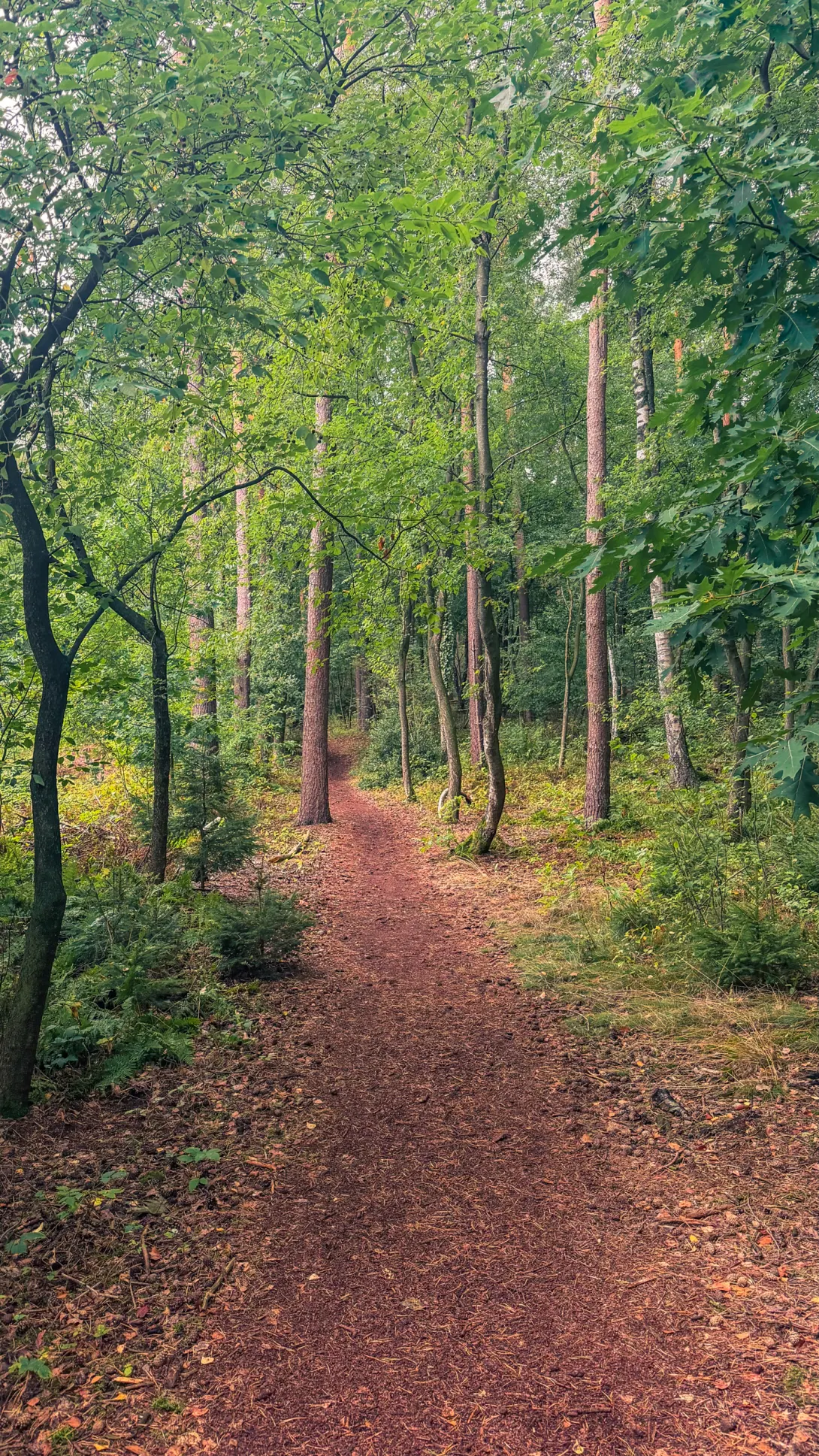 20260829.Heide.Hunte.Walk.2026.Bild.33