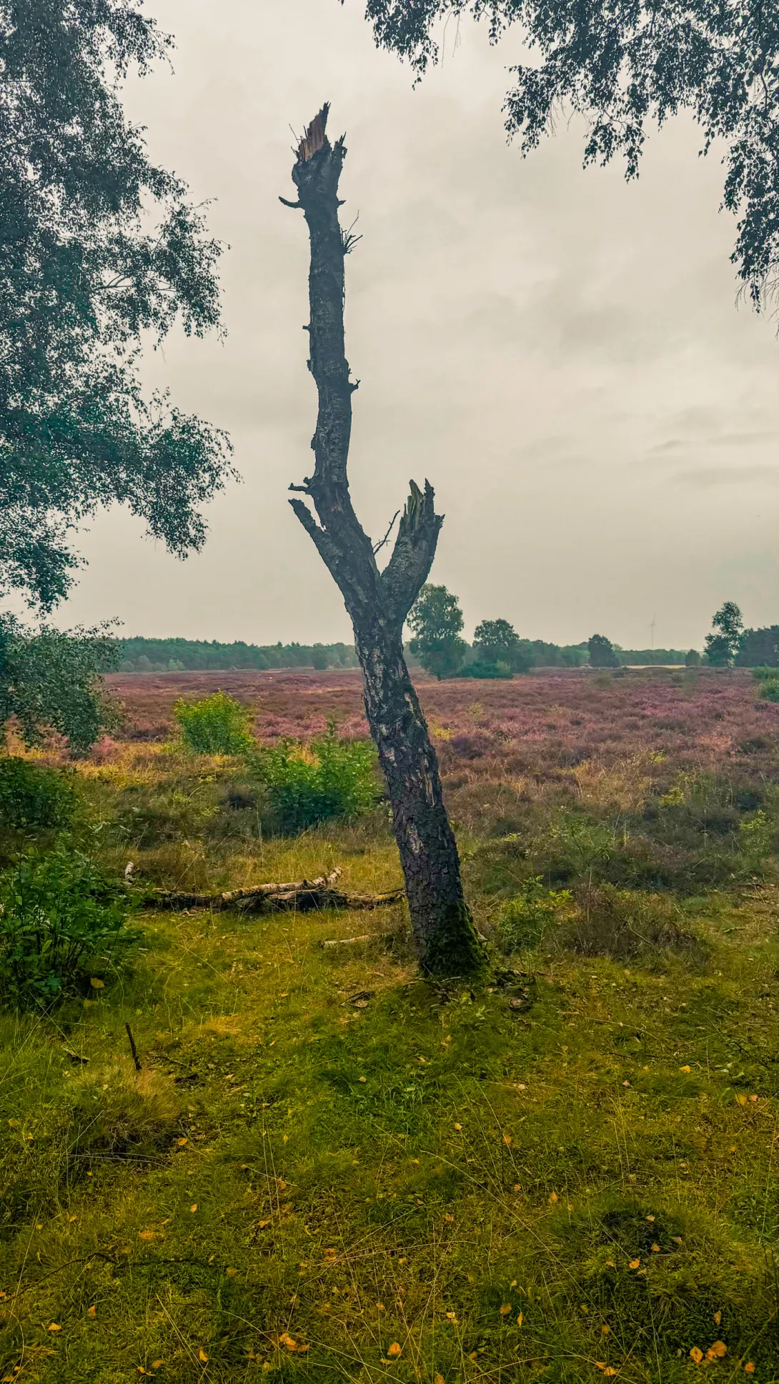 20260829.Heide.Hunte.Walk.2026.Bild.36