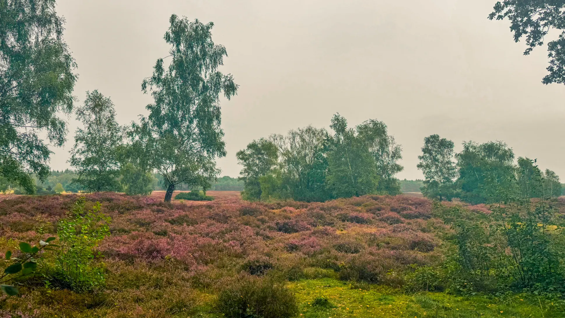 20260829.Heide.Hunte.Walk.2026.Bild.39