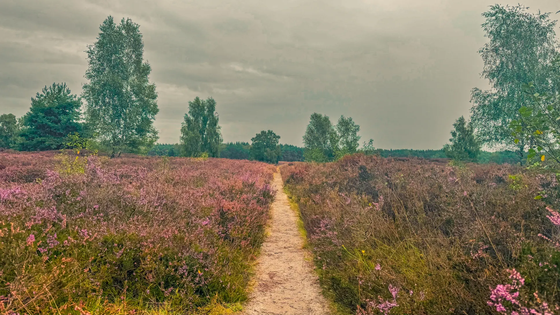 20260829.Heide.Hunte.Walk.2026.Bild.40