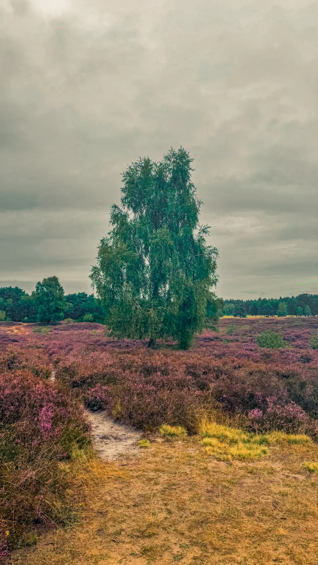 20260829.Heide.Hunte.Walk.2026.Bild.41