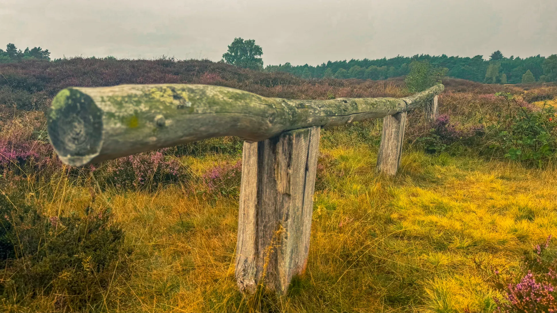 20260829.Heide.Hunte.Walk.2026.Bild.45