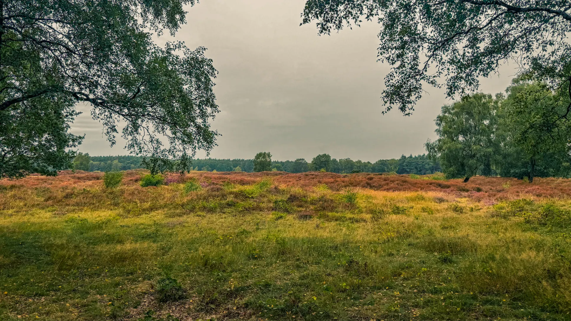 20260829.Heide.Hunte.Walk.2026.Bild.46