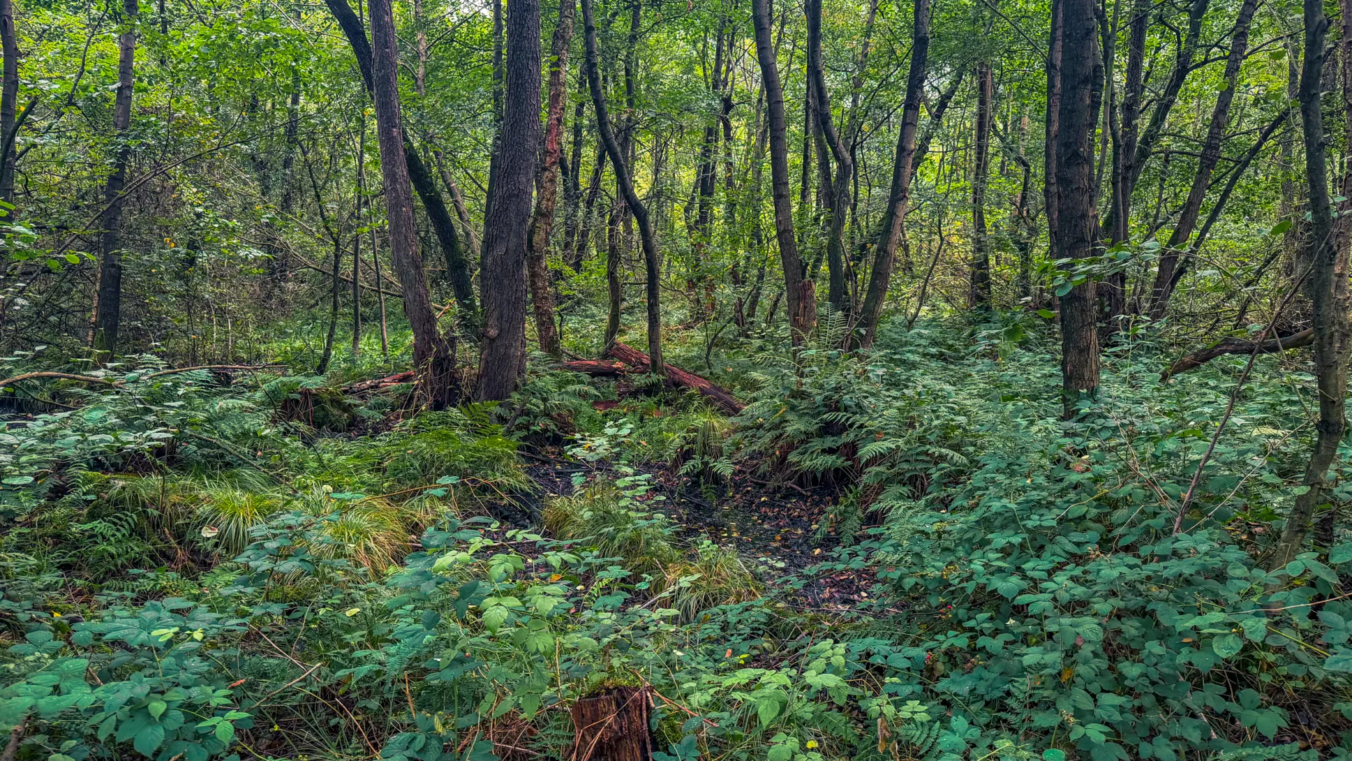 20260829.Heide.Hunte.Walk.2026.Bild.49