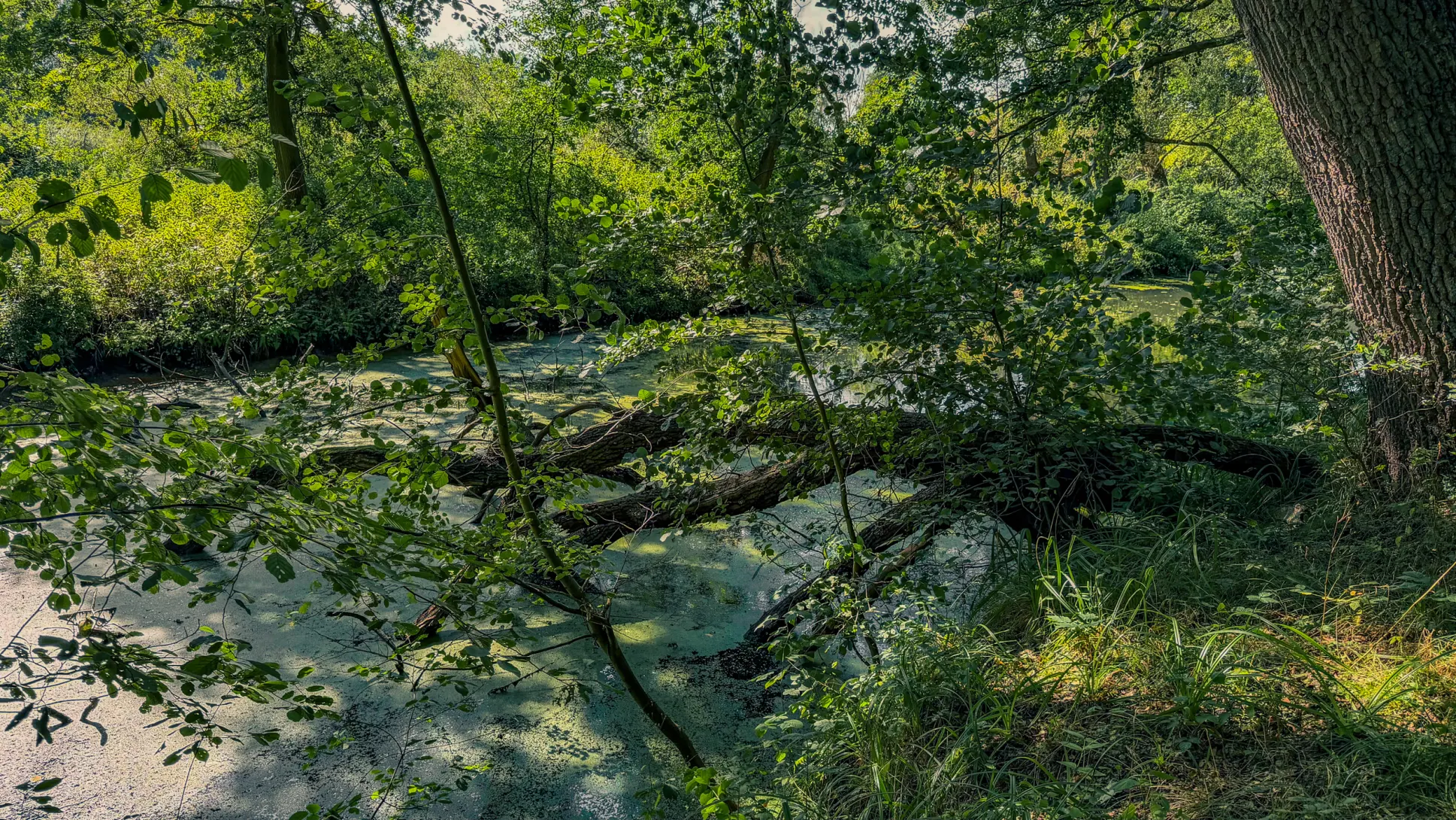 20260829.Heide.Hunte.Walk.2026.Bild.73