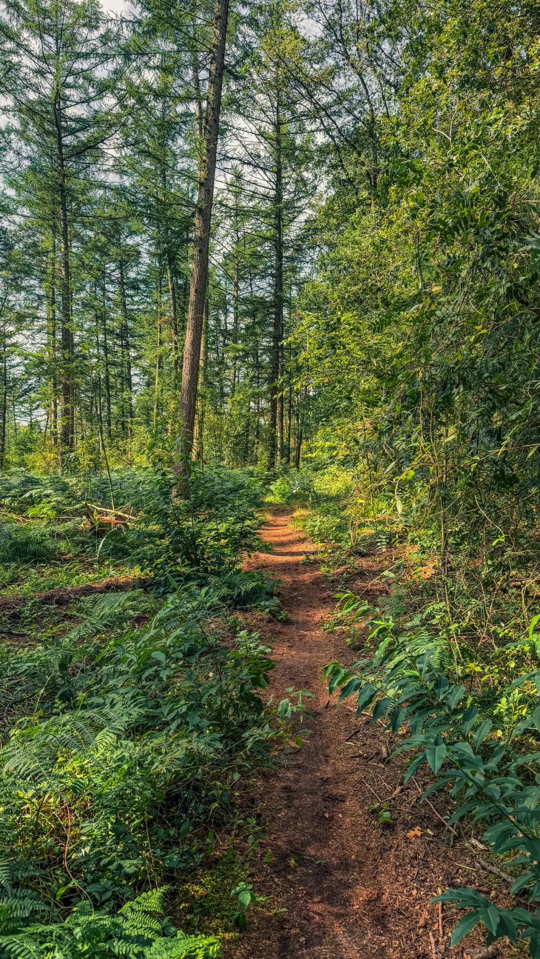 20260829.Heide.Hunte.Walk.2026.Bild.76