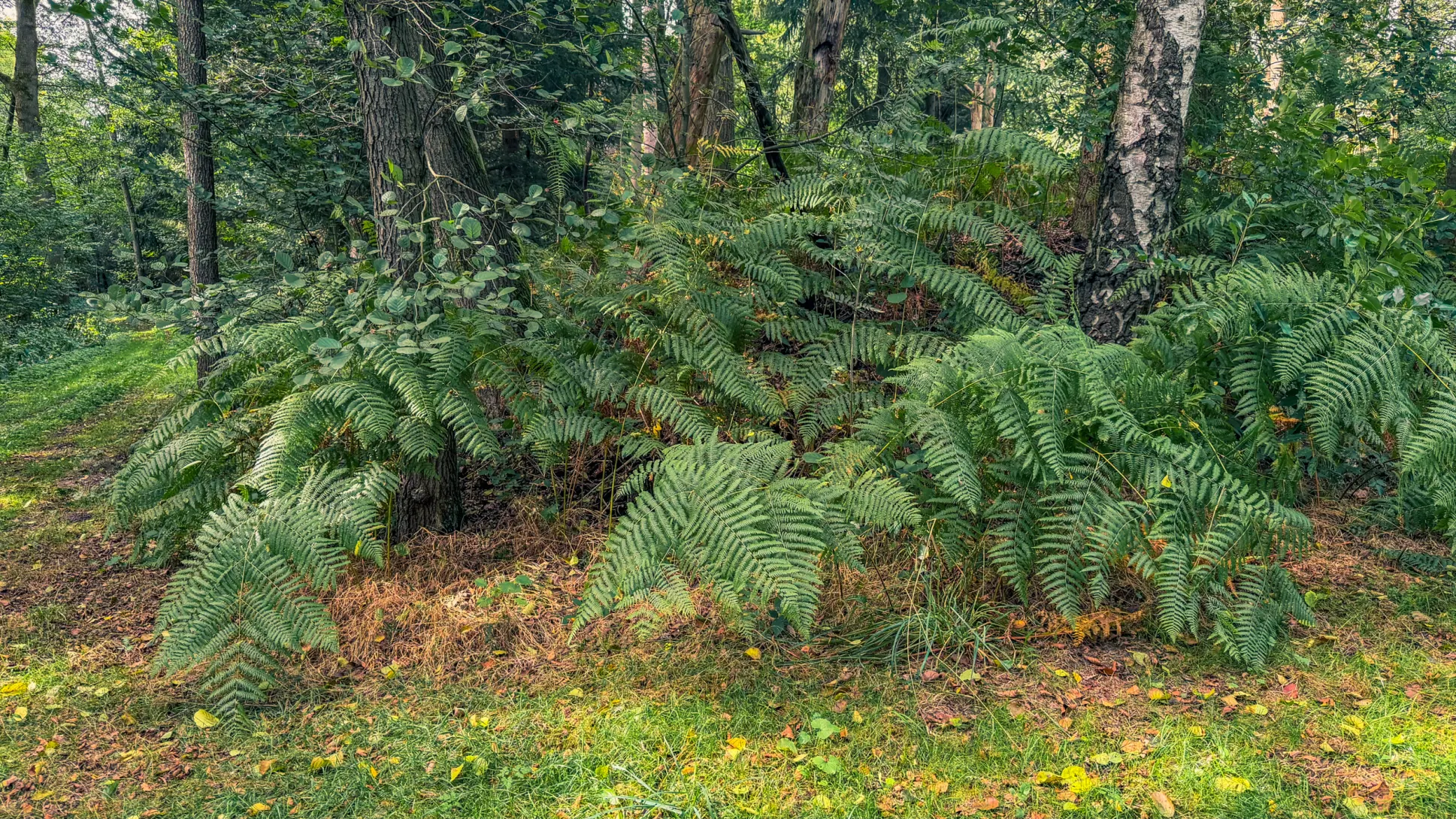 20260829.Heide.Hunte.Walk.2026.Bild.80